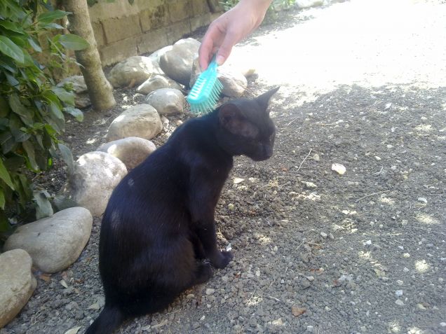 Una bella spazzolata a Nero