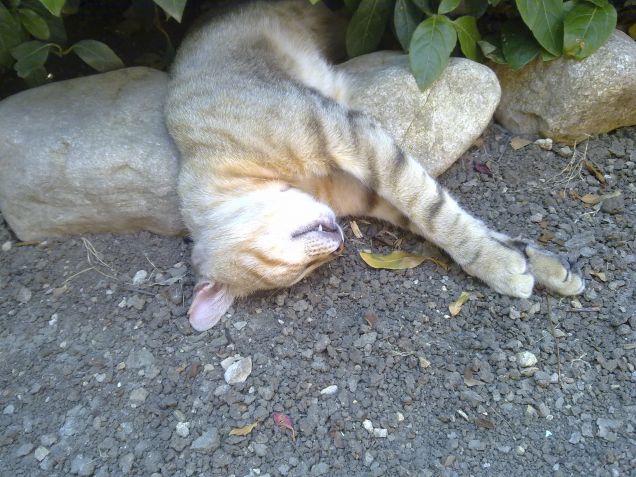 Per Tobia è molto comodo