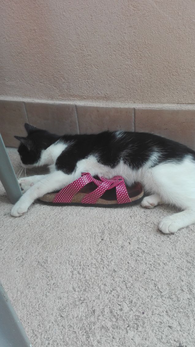 Si è proprio disteso sopra :D