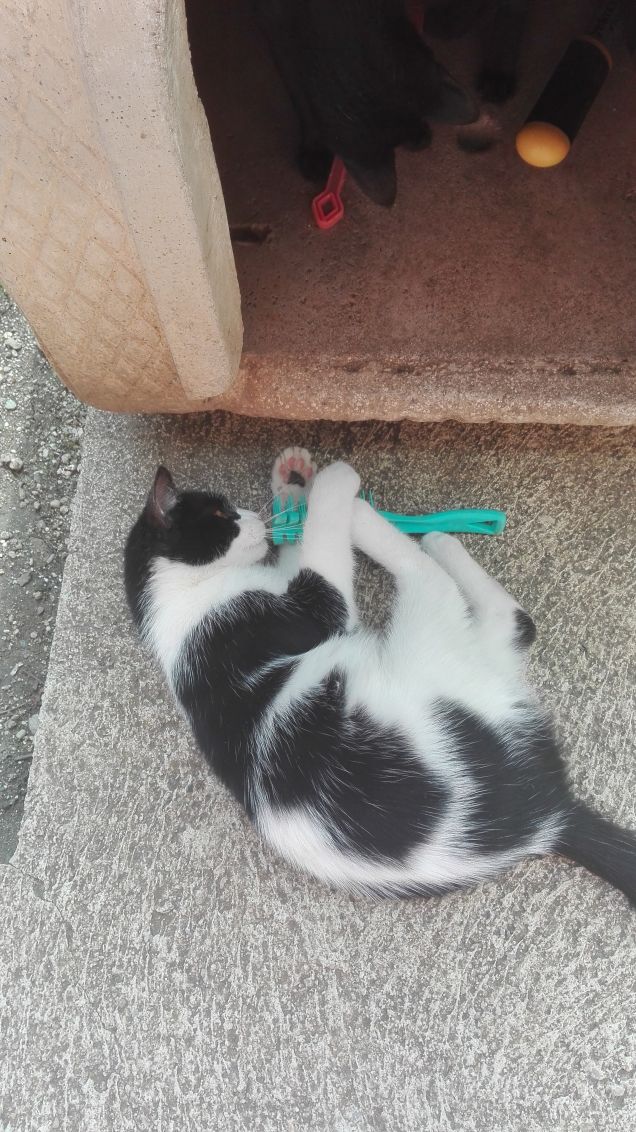 Zorro gioca con la spazzola, Salem con la paletta