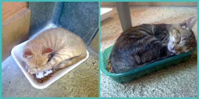 Forse volevi imitare Ciotolina? :)