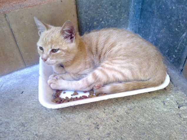 Cibo e letto a portata di zampa :)