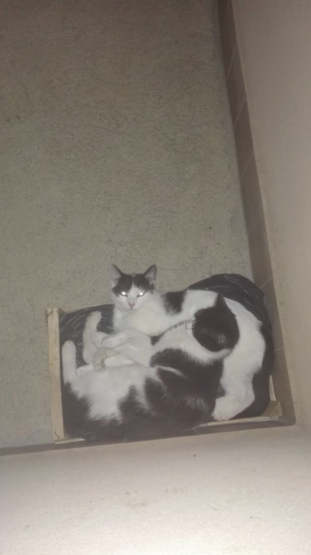 Zoe e Zorro augurano buonanotte!