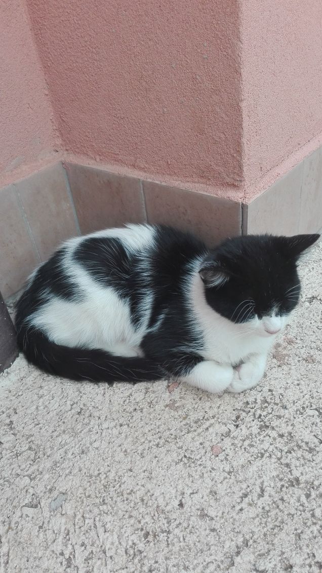 Zorro dorme tranquillo e beato