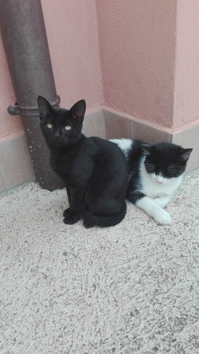 Il sonno di Zorro non durerà a lungo...