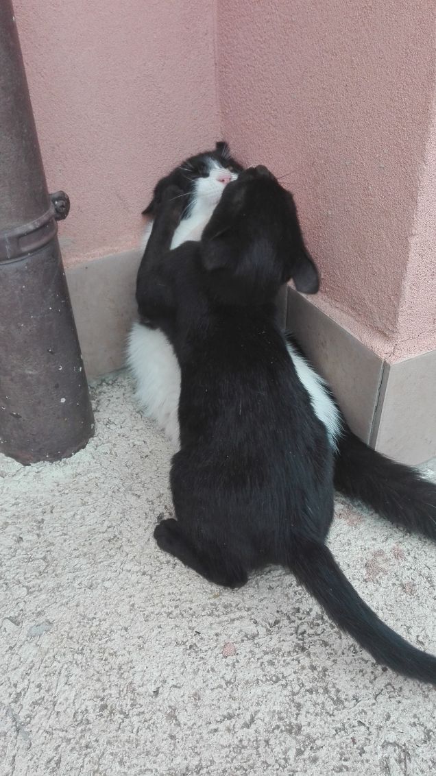 Salem continua a fare il monello...