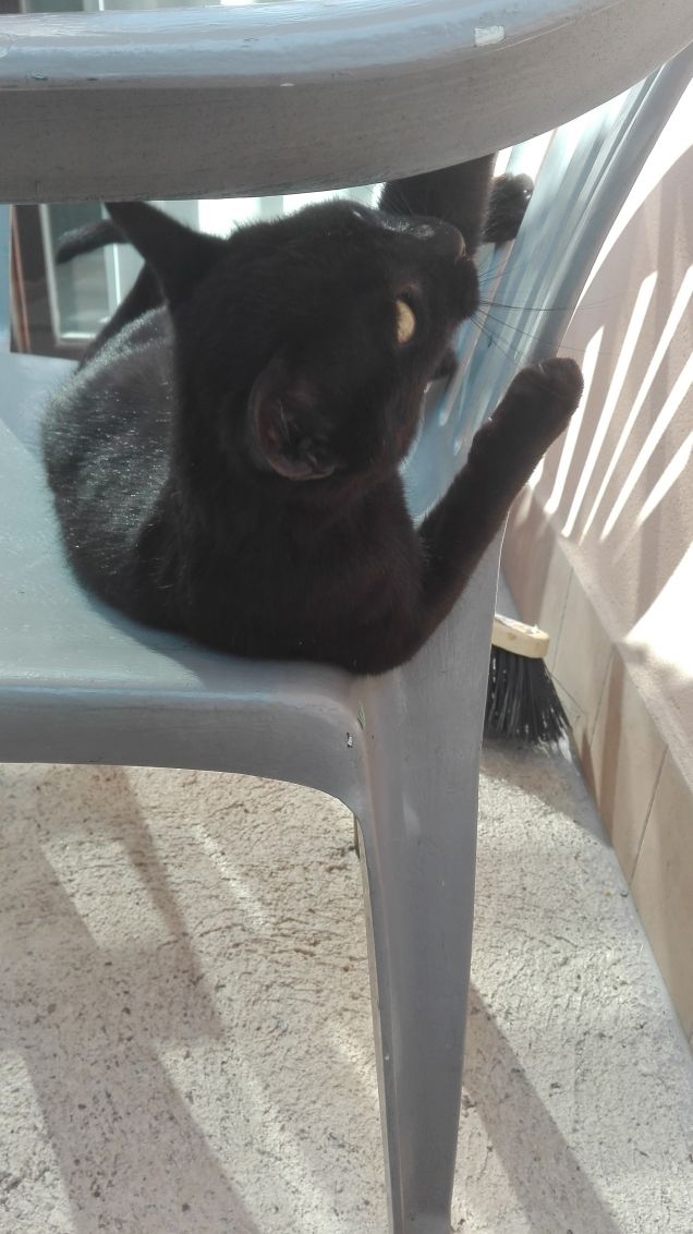 Salem è un gattino molto pimpante