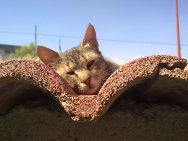 Ciotolina un po' assonnata