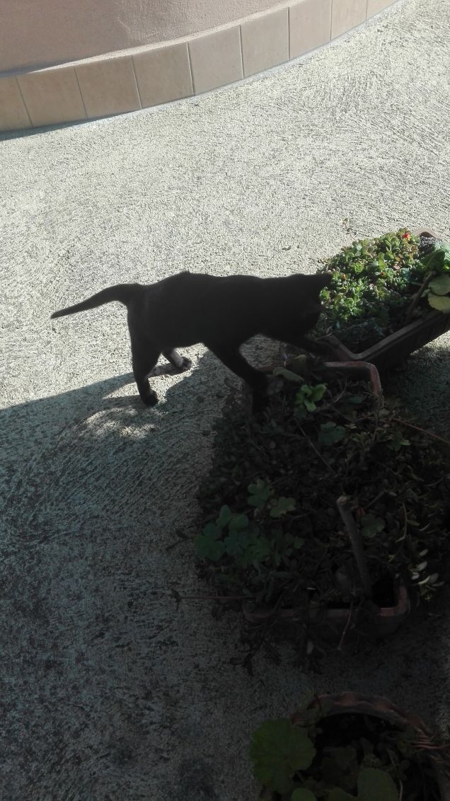 Non so cosa continua a cercare nei vasi