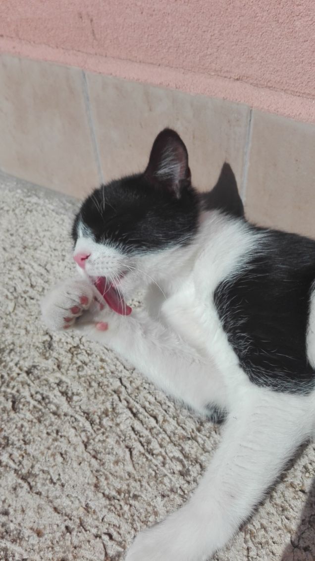 Guinness world record: la lingua più lunga del mondo!