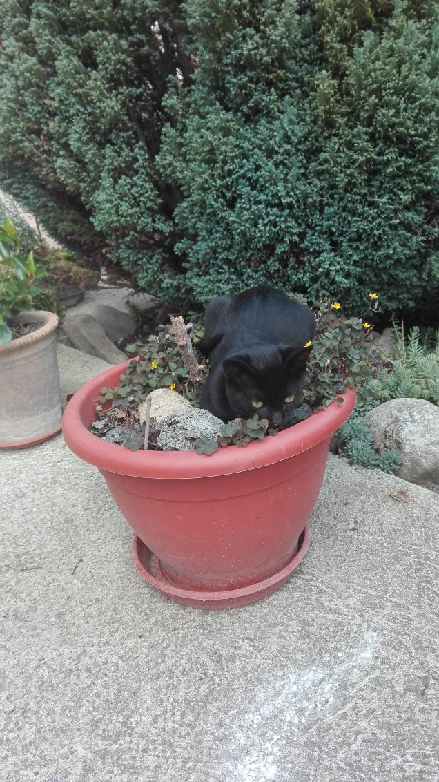 Trovare l'intruso nel vaso