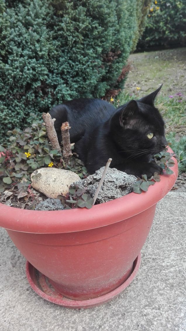 Credo che questa sia la sua nuova cesta