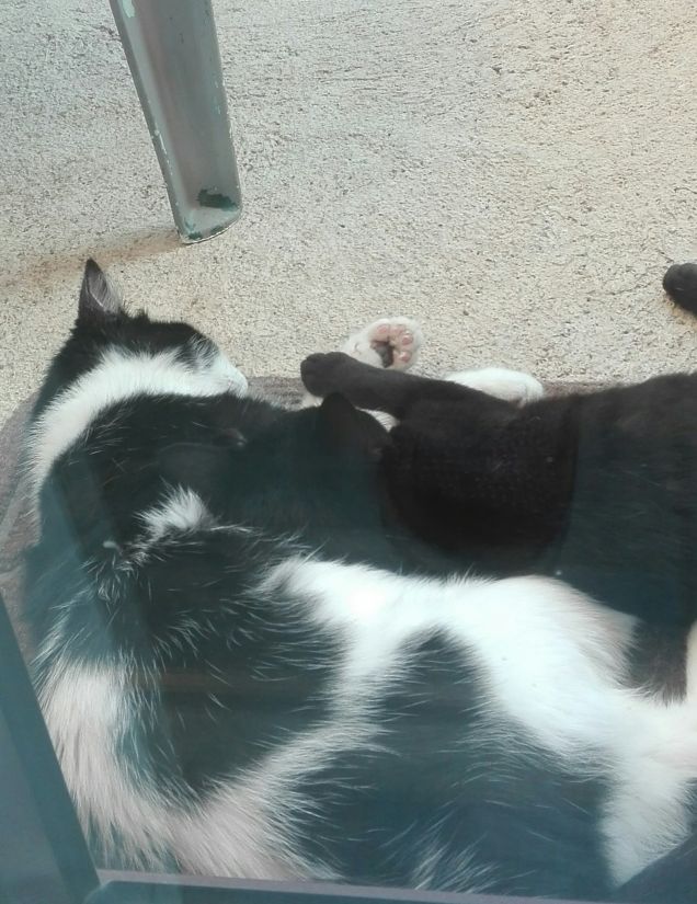 La dolcezza quando dormono (Zorro e Salem)