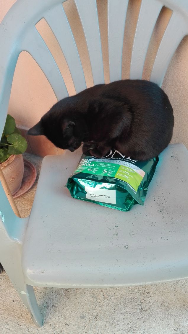 Salem e l'omaggio Purina