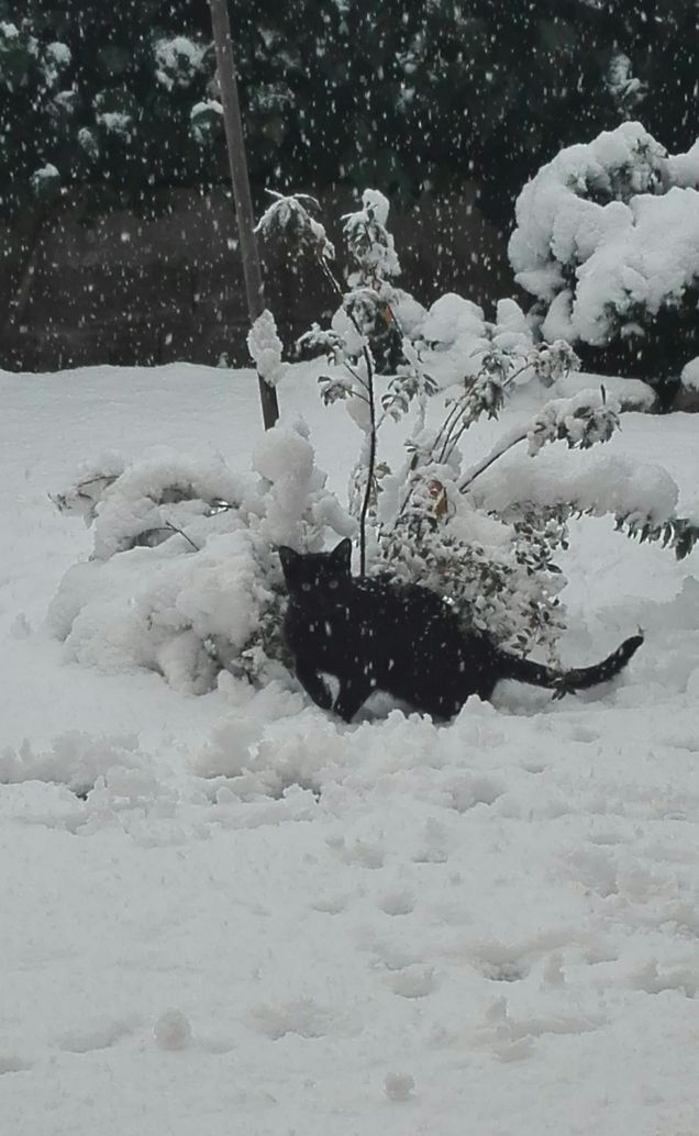 Il gatto delle nevi :D