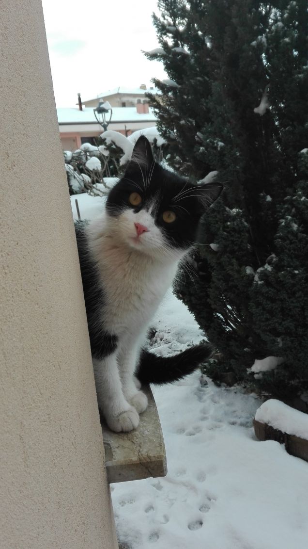 Zorro e il paesaggio innevato