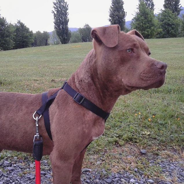 La prima passeggiata da cane libero