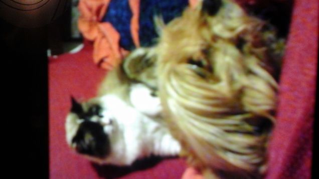 Questa é mia proprietá