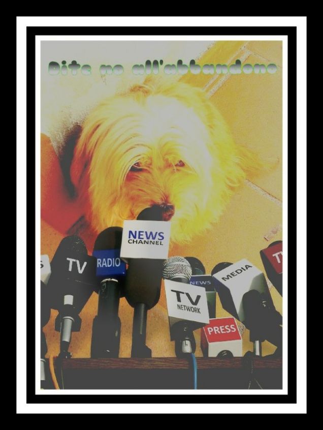 altro che Renzi!Kiwi politico