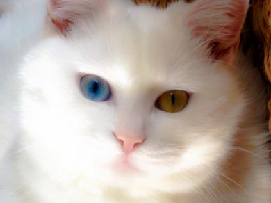 Moko