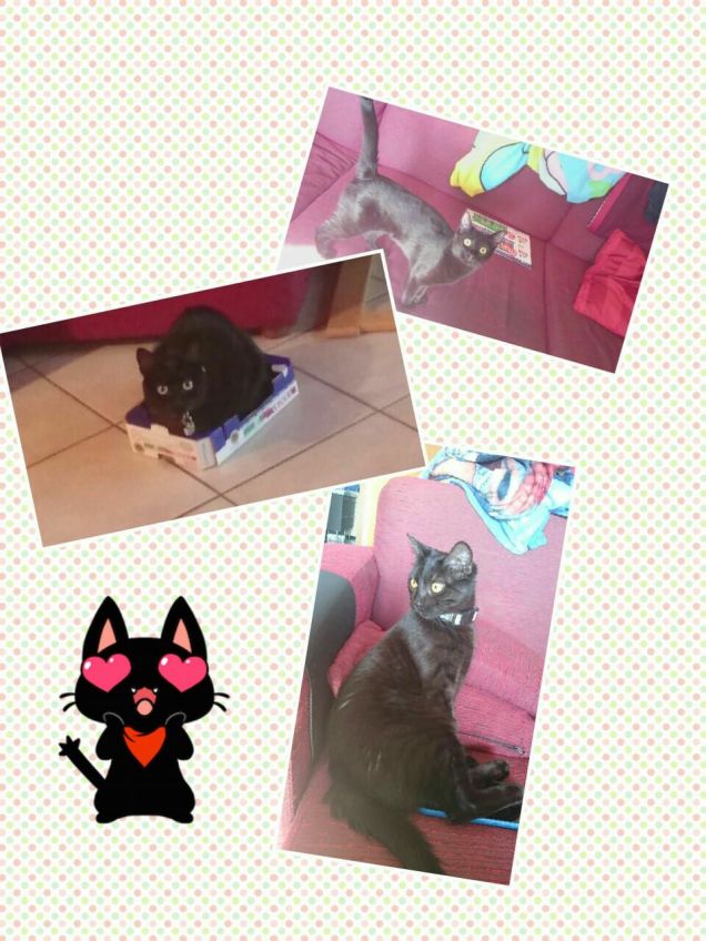 Nerina, Teddy e Liquirizia