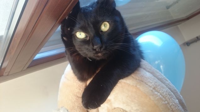 teddy e il palloncino