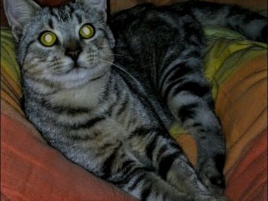 Leo 