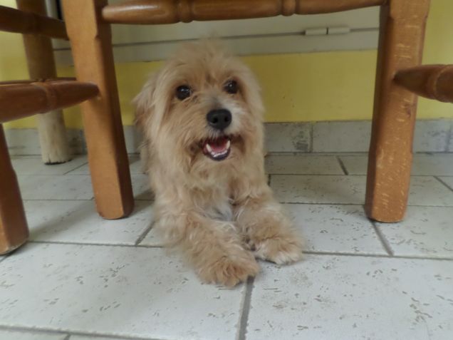 Vuoi i croccantini????