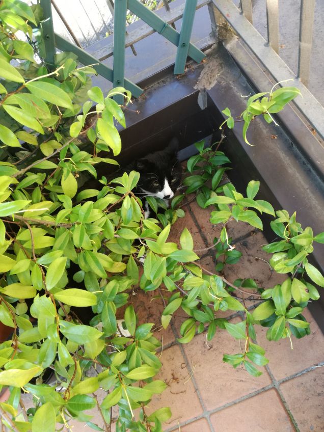 Giochiamo a nascondino??