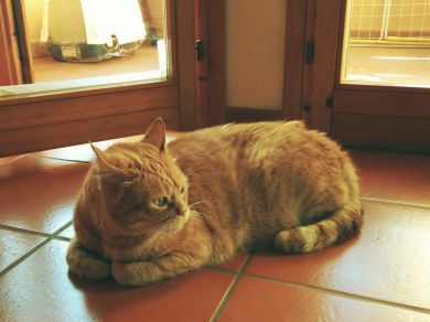 Léon