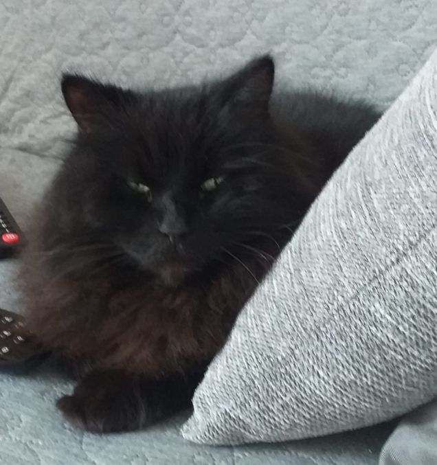 Il 'piccolo Alfonso'...dal Main con amore e tanto pelo!