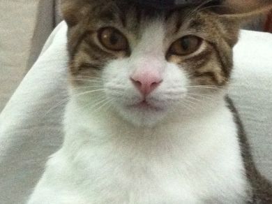 gatto