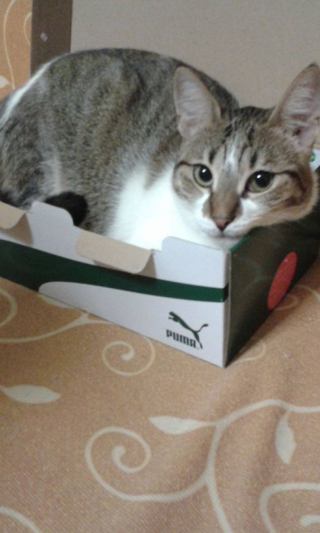 Tale padrona tale gattino!