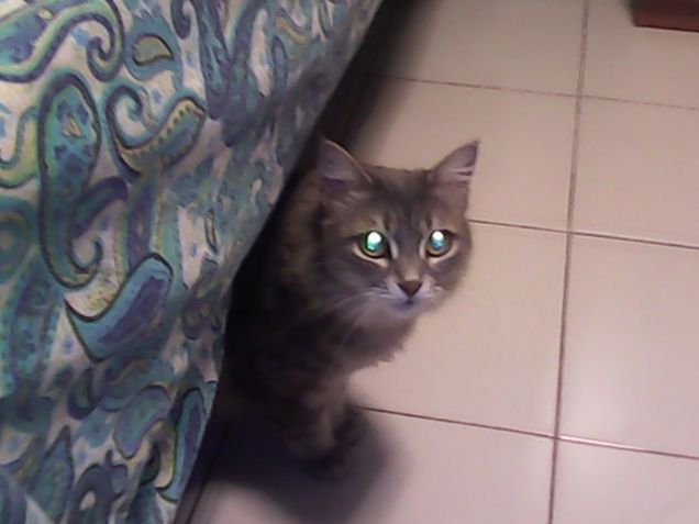 i gatti : lo specchio  della nostra anima!