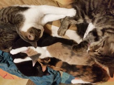 Dexter, Mina, Bambi, Arya, Ember