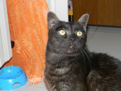 Miciolino