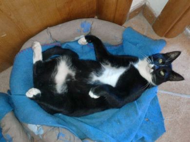 Macchia