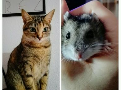 Pixel
