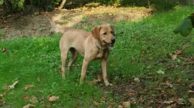 La stella che brilla in cielo