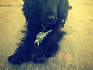 buddy