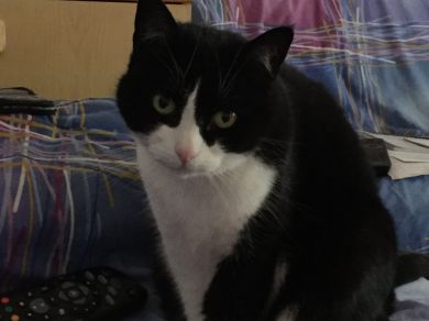 Milù