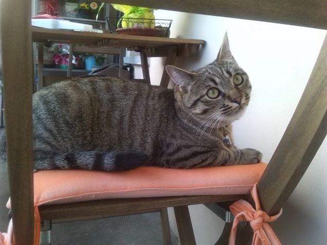 Micio a riposo sulla sedia