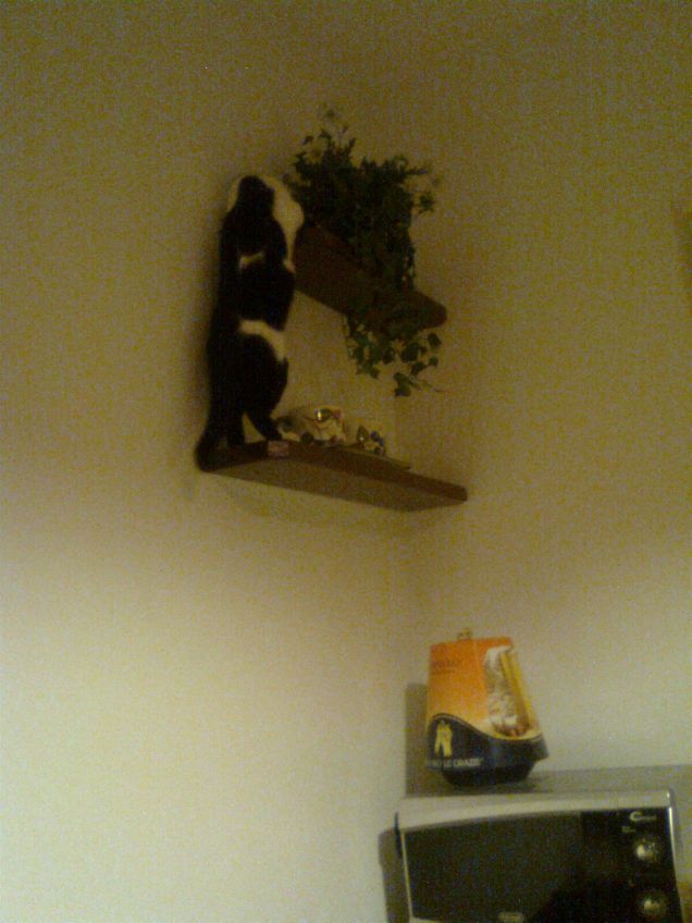 potty dai scendi giù