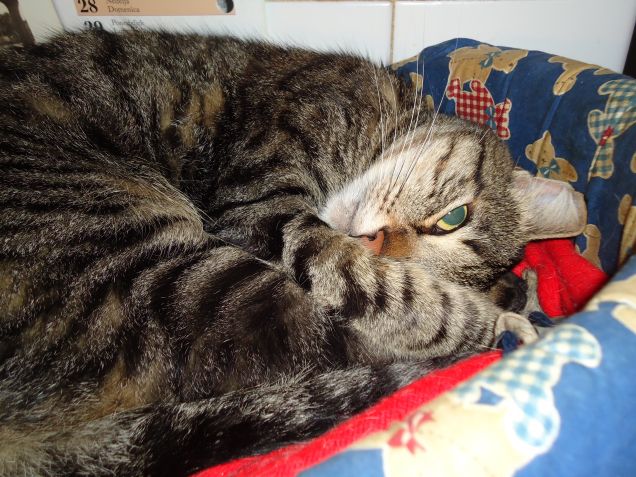 Max che fa finta di dormire