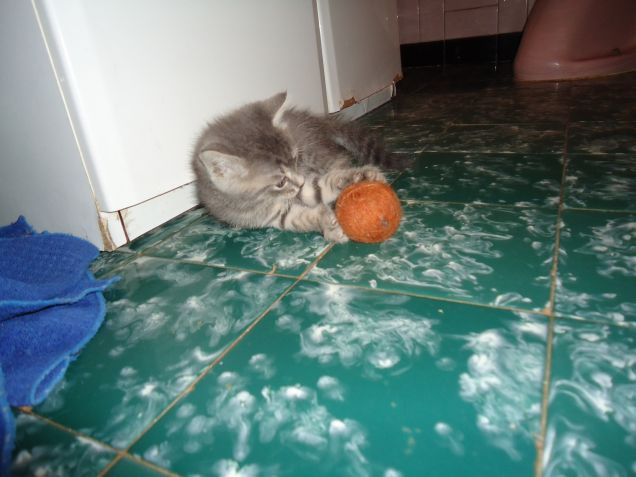 questa pallina è tutta mis