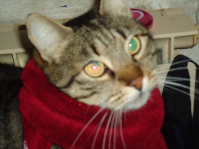 Max ..,quasi quasi mi  metto la sciarpetta..