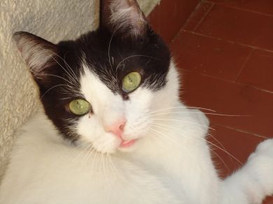 Figaro