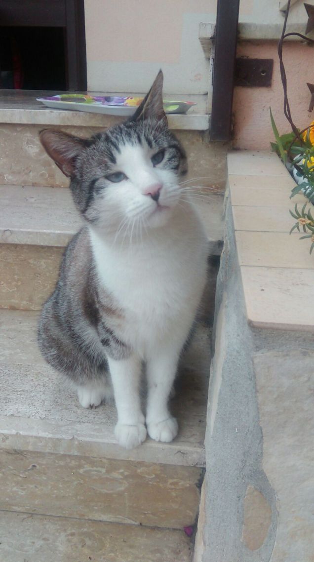 sii mi dai la pappa?