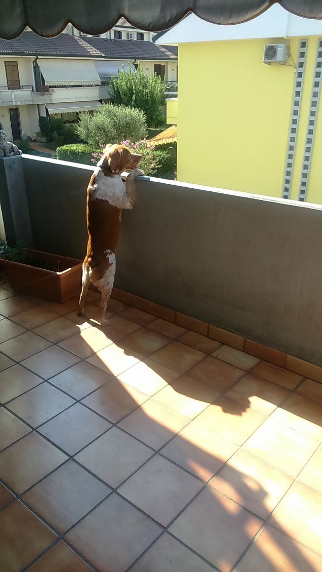 sto aspettando il padrone