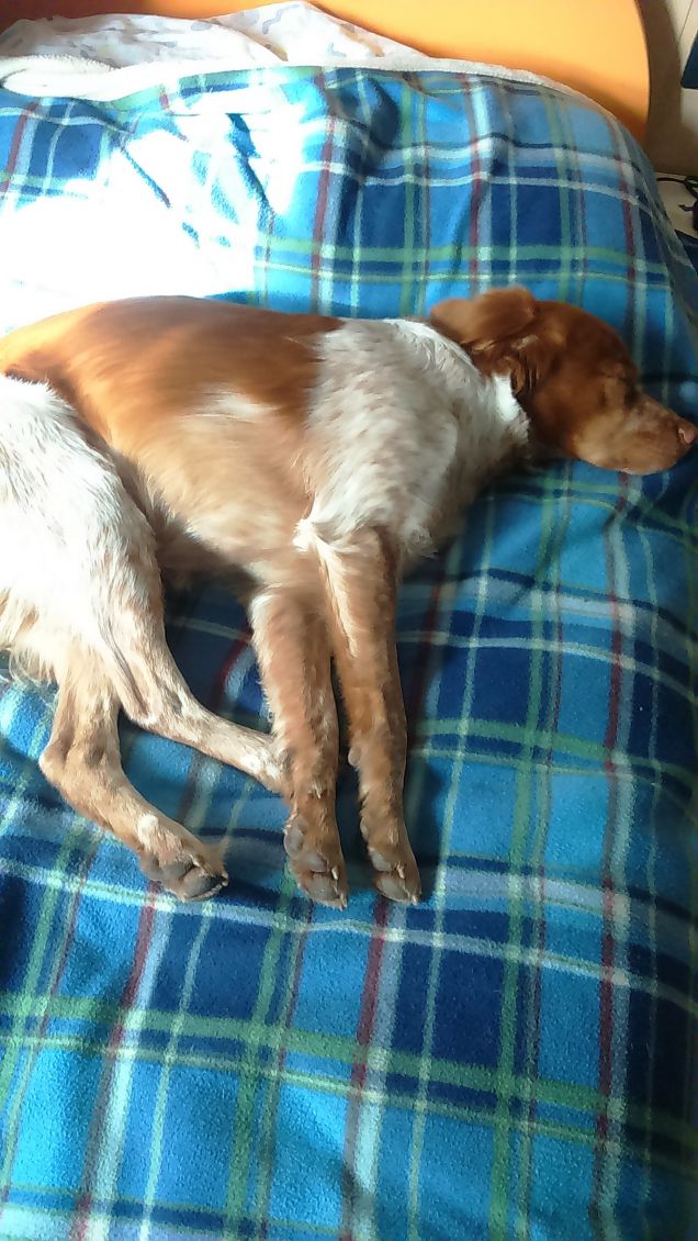 Un cavallino dormiglione :D